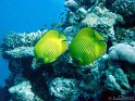 DSC08964 - 050328 - Umm Arouk - Poissons citron